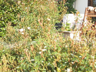 P1015410.JPG