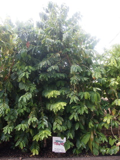 PA133578.JPG